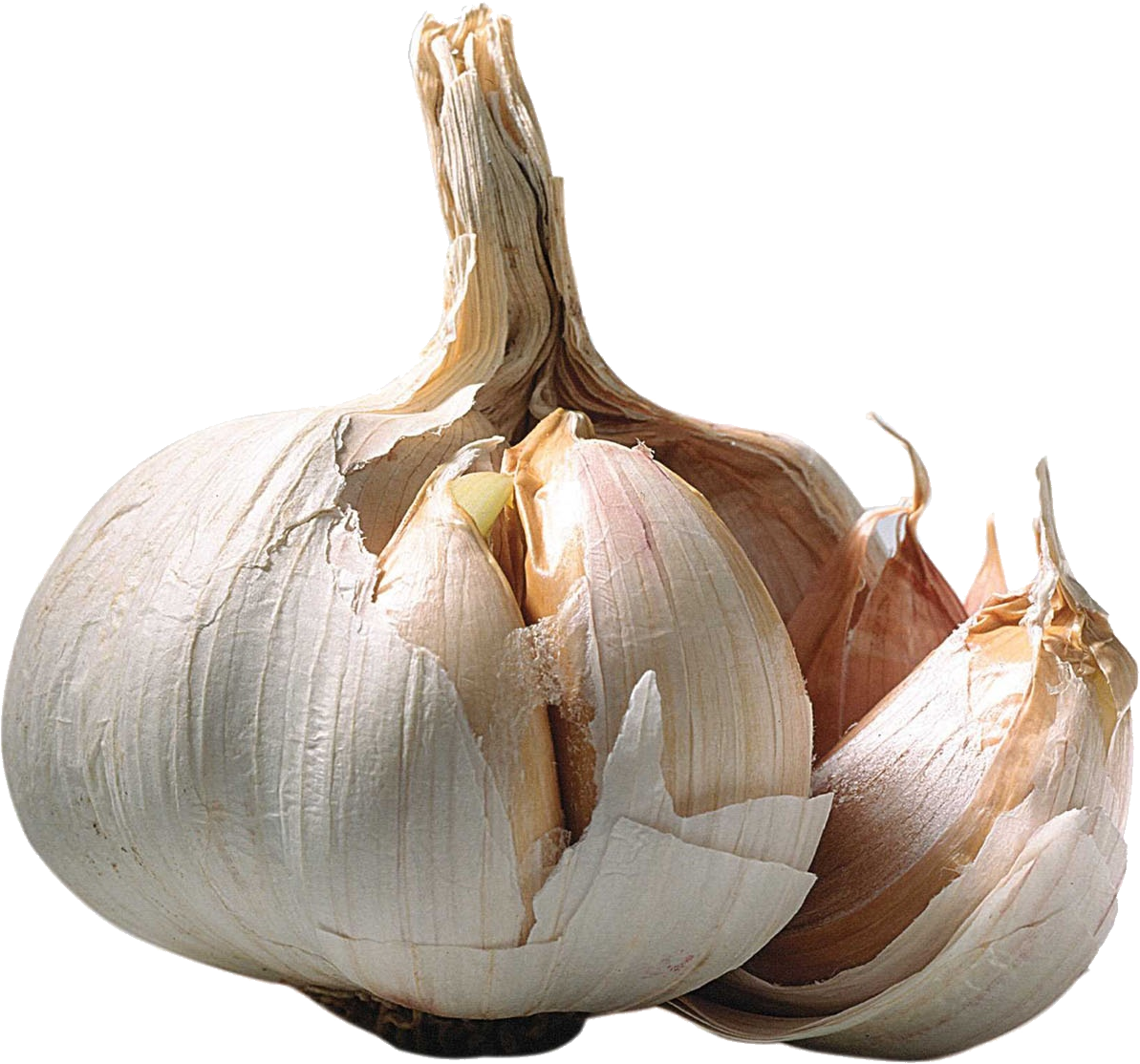 Garlic-PNG-Clipart-Background